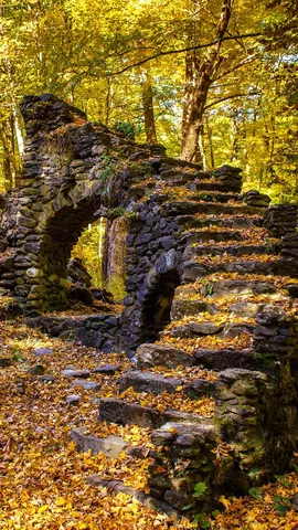 Scorci di mistero nel bosco