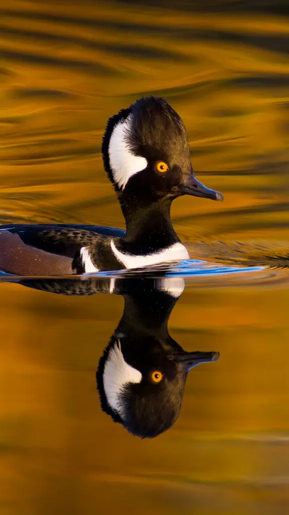 Male hooded merganser, Oregon, United States