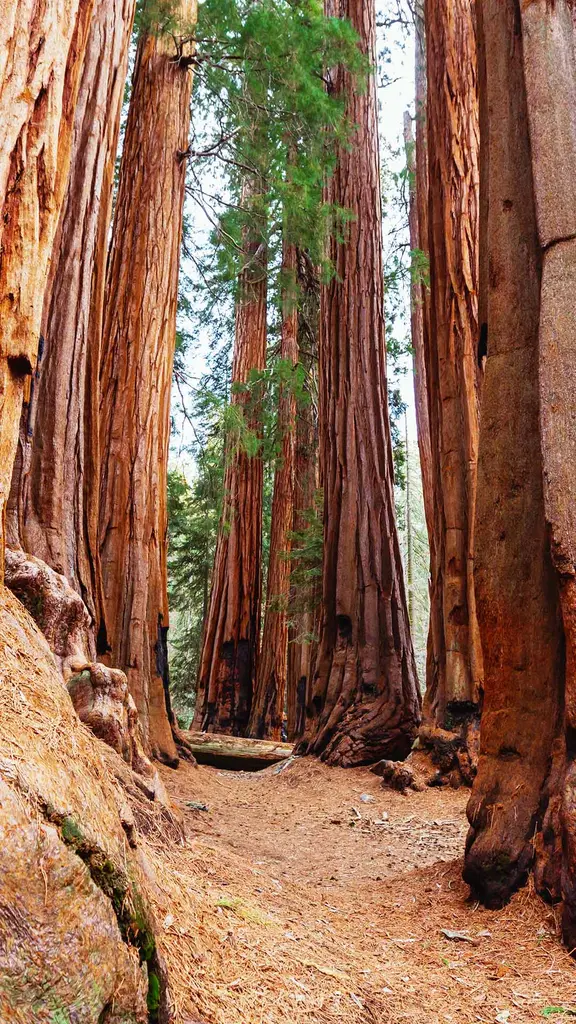 Riesen aus Holz und Zeit