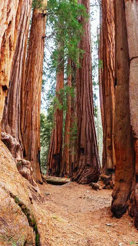 地球最大の巨木セコイアデンドロン