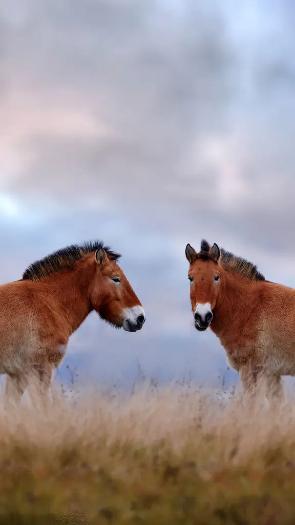 Just two pals horsin' around