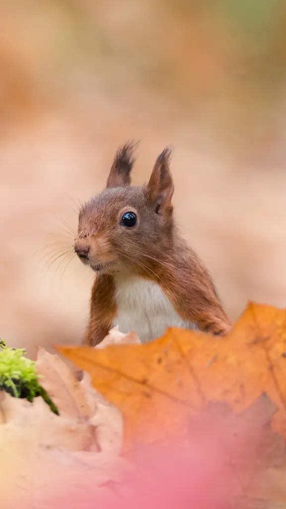 Aufmerksamer Beobachter