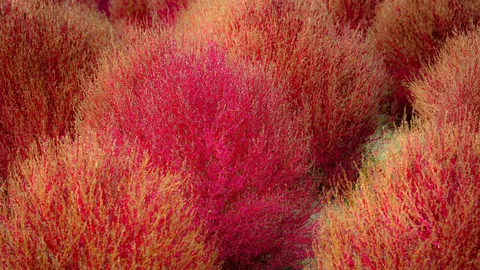 Un farol oto&ntilde;al