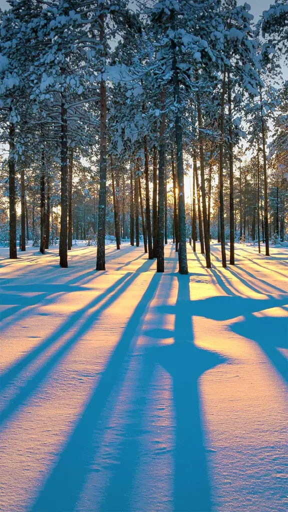 西西伯利亚森林中的阳光，俄罗斯拉杜日内市附近