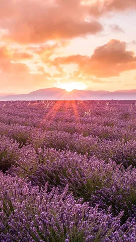 Un petit coin de paradis proven&ccedil;al