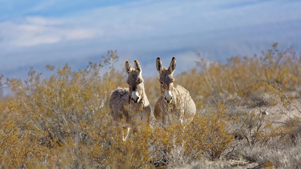 Donkeys in a valley near Rhyolite, Nevada, United States