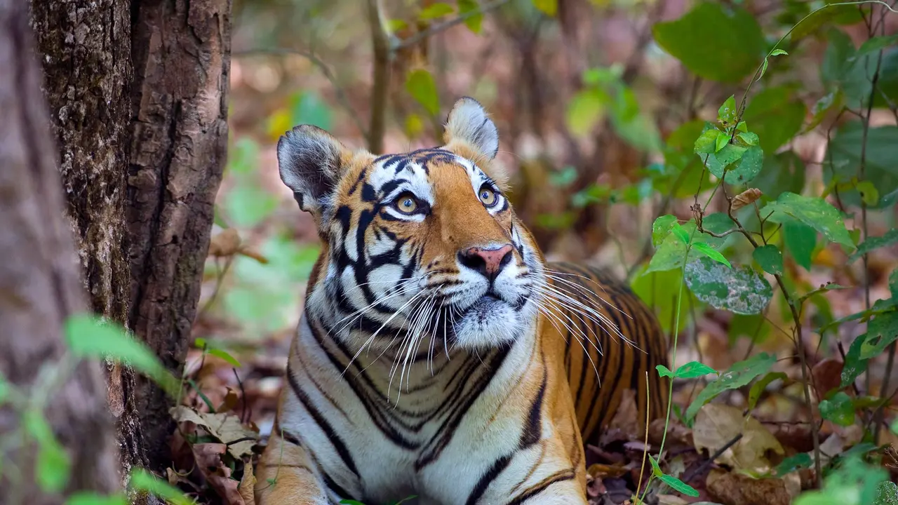 Female Bengal tiger, Kanha National Park, India