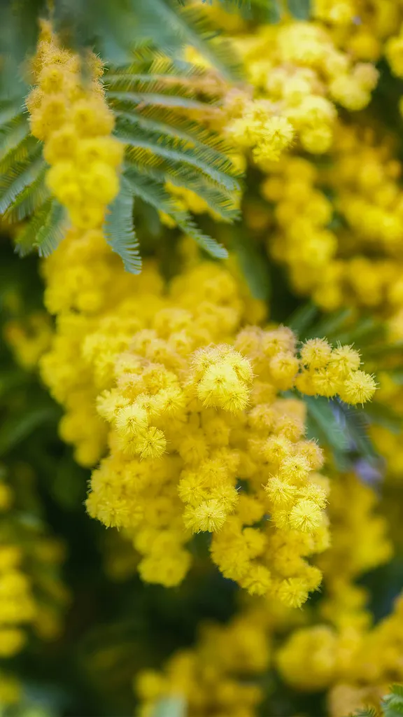 La voce del coraggio