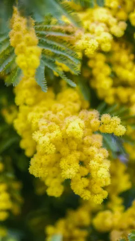 La voce del coraggio