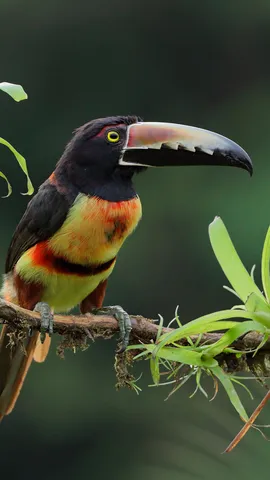 A 'toucan' of appreciation