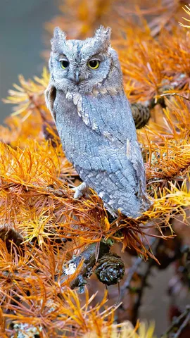 波西米亚瑞士国家公园里的红角鸮，捷克共和国