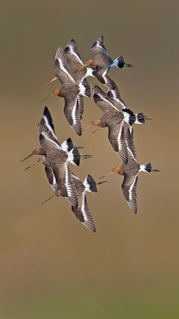 黑尾塍鹬，荷兰