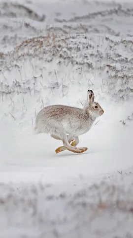 在白雪覆盖的高地上奔跑的雪兔，苏格兰
