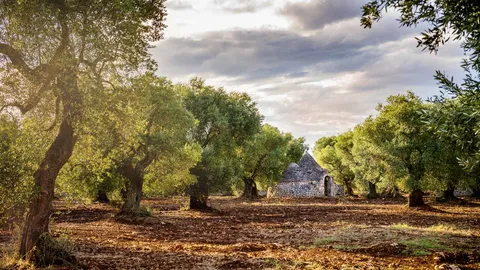 Many centuries of olive trees