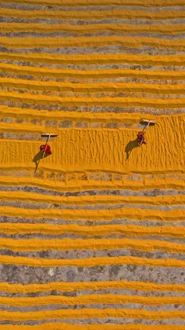 正在晾晒的大米，孟加拉国达卡