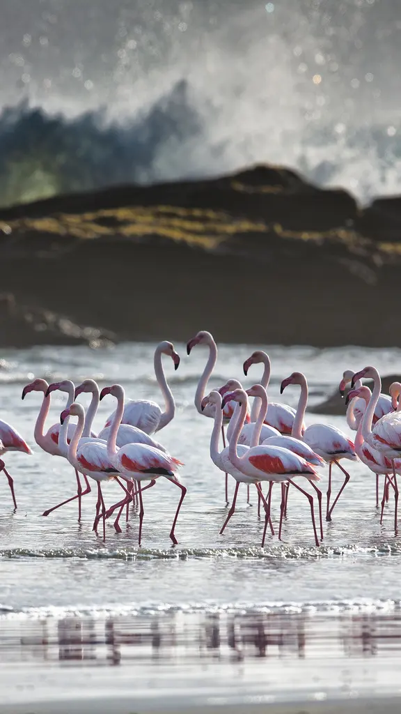 Greater flamingos, L&uuml;deritz, Namibia