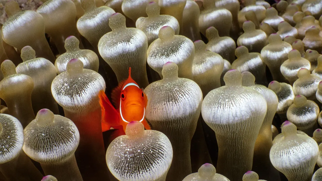 Spine-cheeked anemonefish surrounded by bubble-tip anemone, Milne Bay, Papua New Guinea