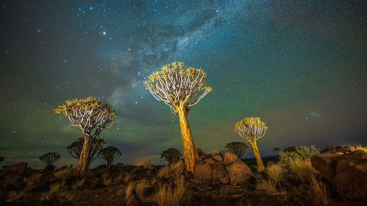 Quiver trees at night with the Milky Way, Keetmanshoop, Namibia