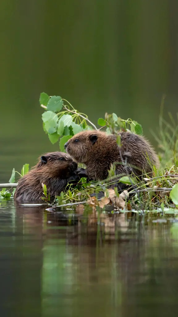 两只饥饿的小河狸