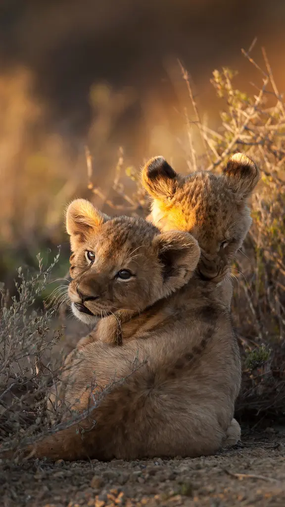 Simba, &iquest;eres t&uacute;?