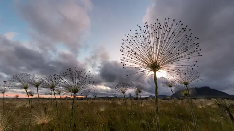 Mortas, por&eacute;m vivas?