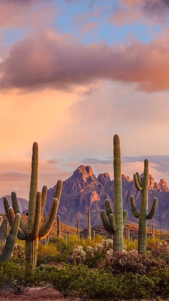 巨大サボテンの世界