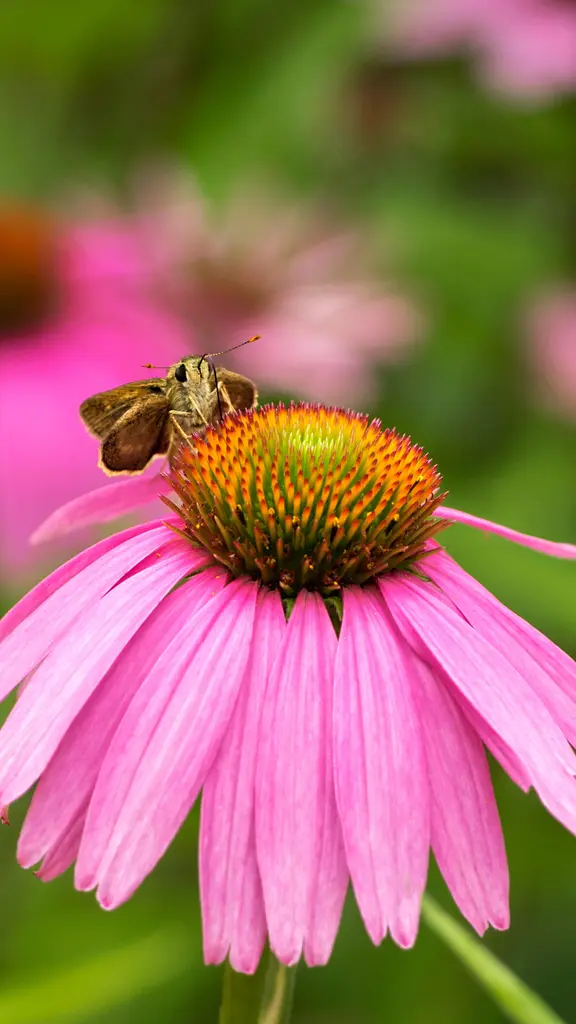 Skipper butterfly on an Echinacea flower, Rockefeller State Park, New York, USA