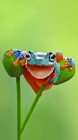 这只青蛙在笑什么？