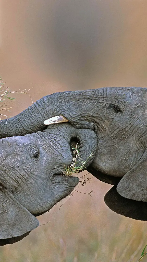 马赛马拉国家保护区中的非洲草原象，肯尼亚