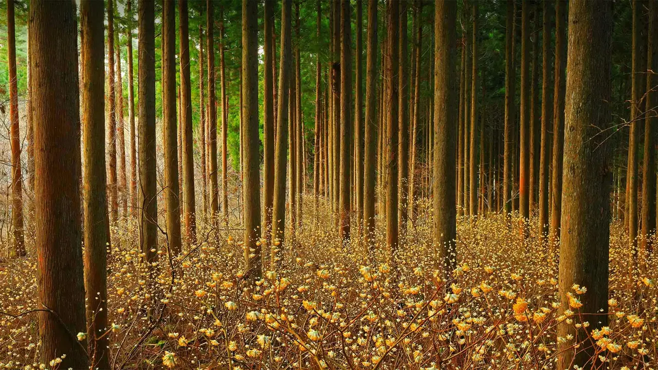 是金色的花朵？还是造纸的灵魂？