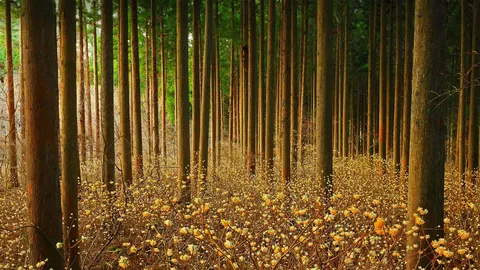 是金色的花朵？还是造纸的灵魂？