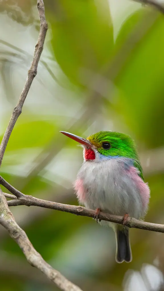 小さくて鮮やかな鳥