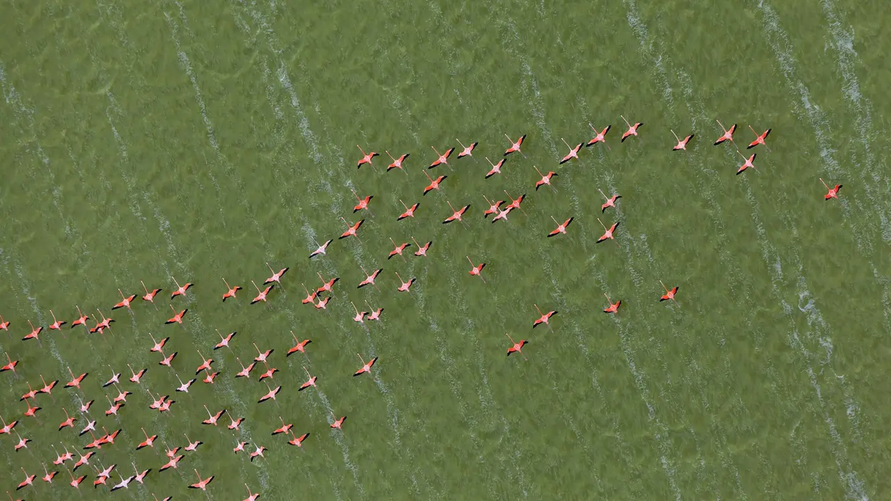 Flamboyance in flight