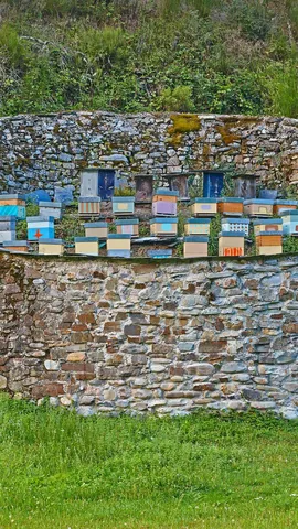 保护蜜蜂、赞美蜜蜂