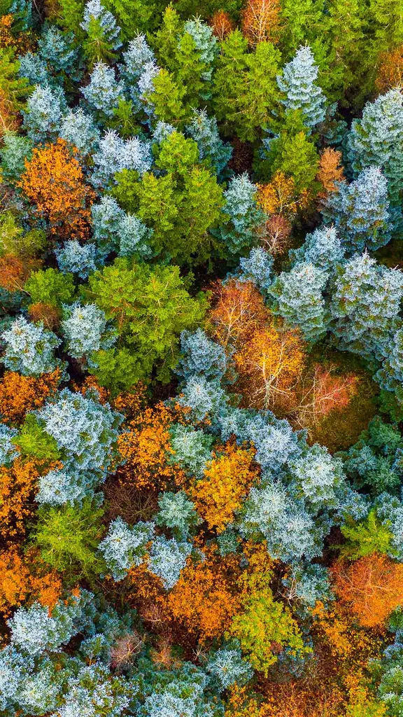 Vor lauter B&auml;umen den Wald nicht mehr sehen?