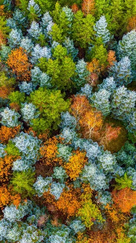 Vor lauter B&auml;umen den Wald nicht mehr sehen?