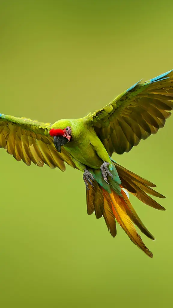 Great green macaw, Mexico