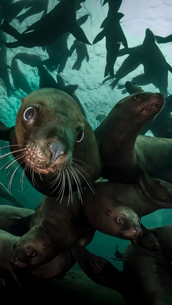 Steller sea lions, Vancouver Island, British Columbia, Canada