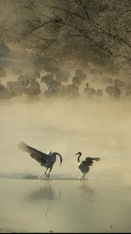 今日はバレンタインデー
