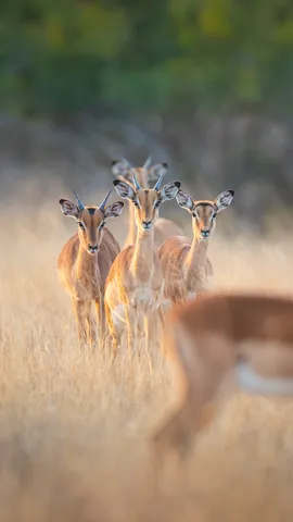 高角羚群紧急戒备