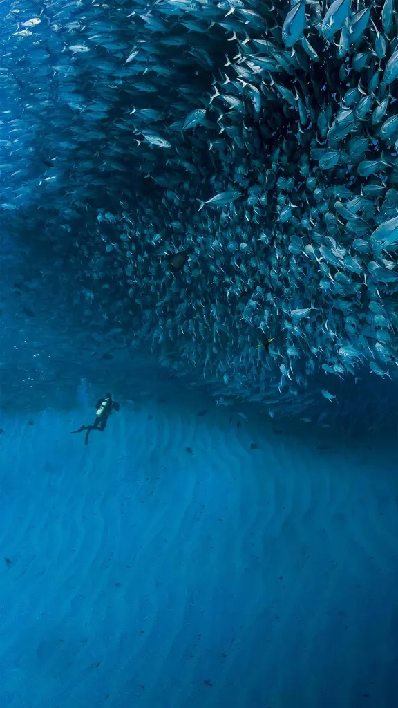 加利福尼亚湾中数千条杰克鱼成群游动，墨西哥普尔莫角国家公园