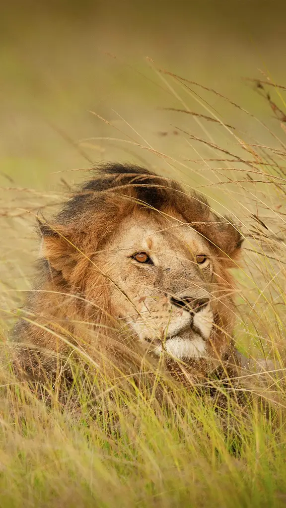 'King of the jungle'? Nope