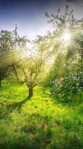 Canopy of blossoms