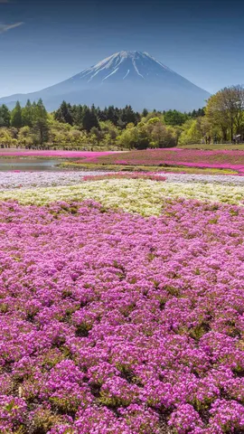 今日から富士芝桜まつり