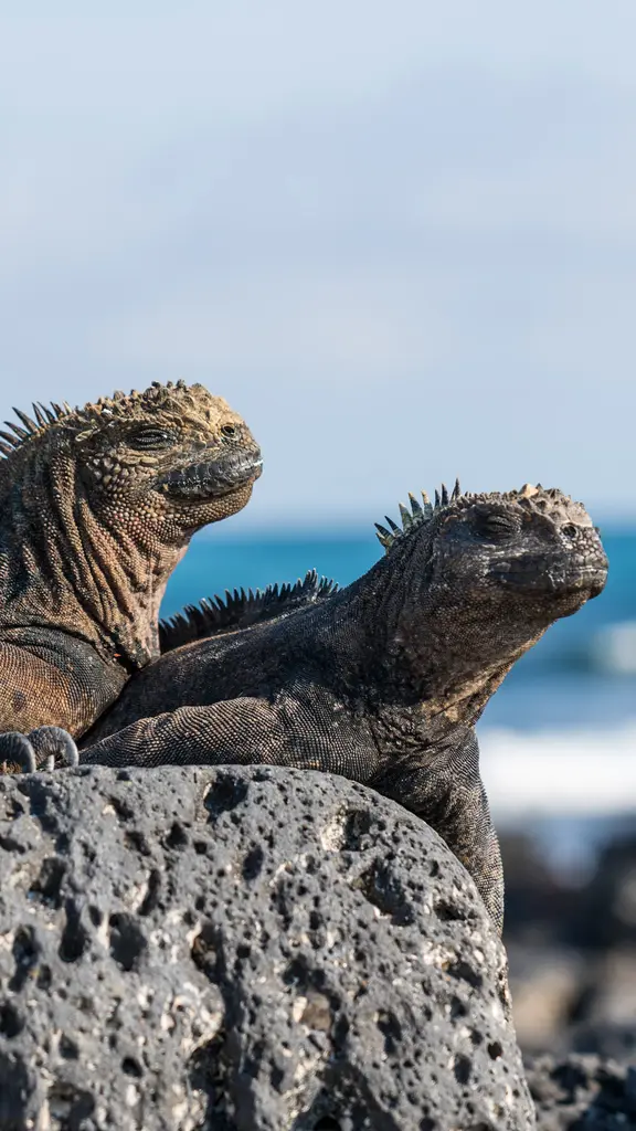 Una especie particular