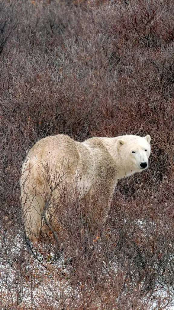 Polar bear in Churchill, Manitoba, Canada