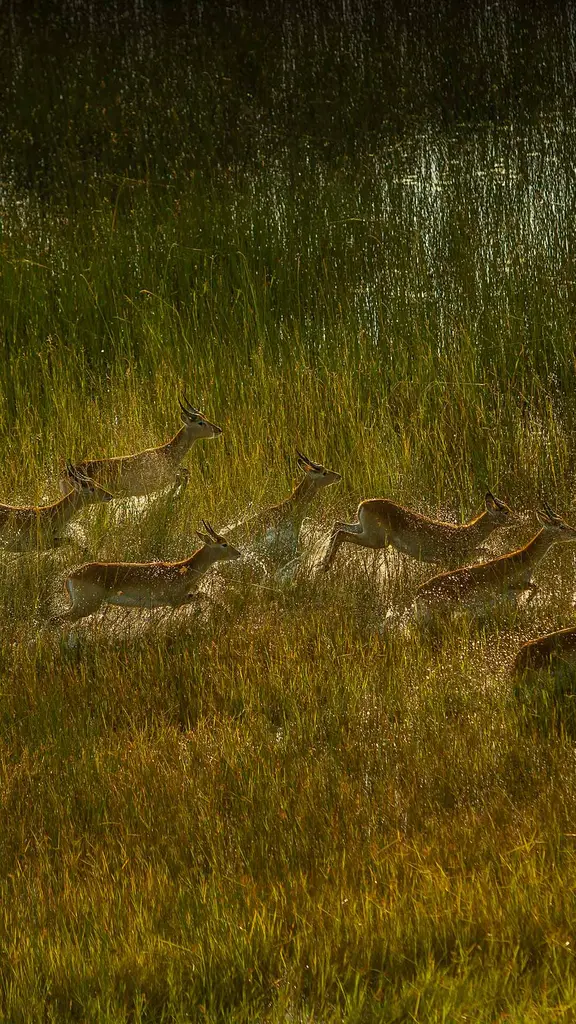 Les vagabonds des marais