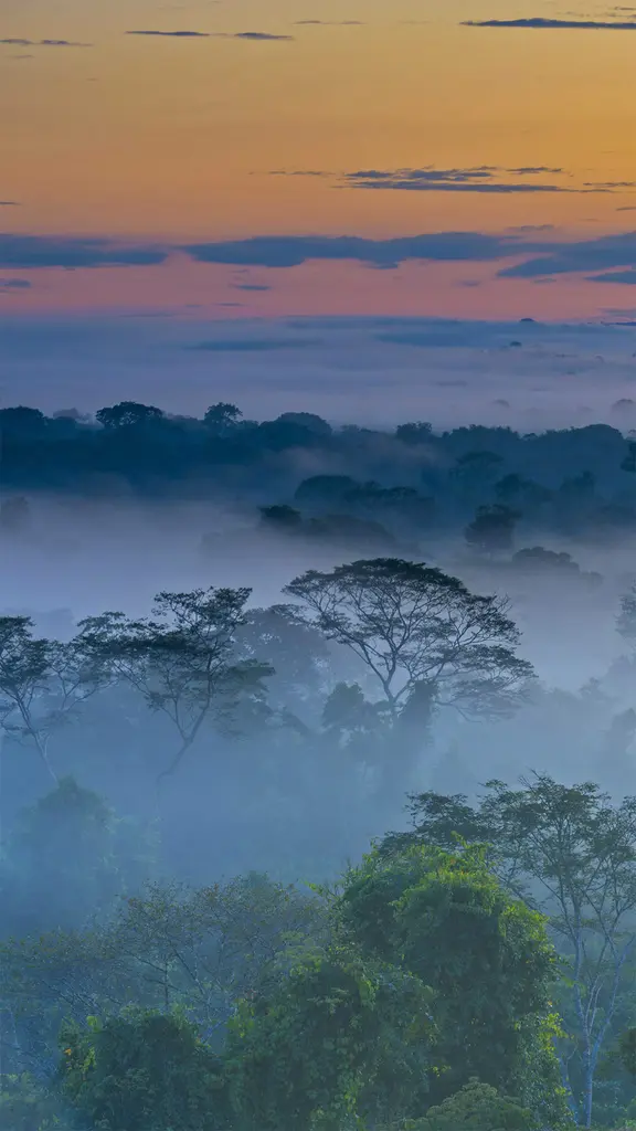 上弗洛雷斯塔附近晨雾中亚马逊雨林，巴西马托格罗索