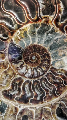 大自然的秘密代码