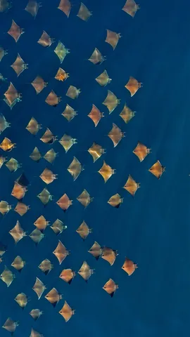 大群的芒基蝠鲼跃出水面，墨西哥加利福尼亚湾